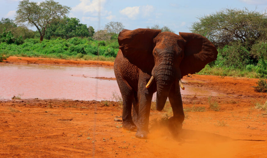 Navigating the Wonders of Kenya Wildlife Safari: Do’s and Don’ts